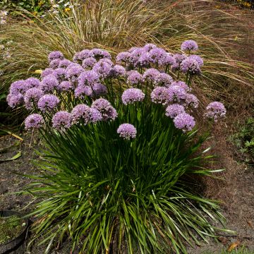 Allium senescens Summer Beauty - Aglio ornamentale