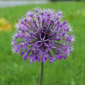 Allium stipitatum Violet Beauty - Aglio ornamentale