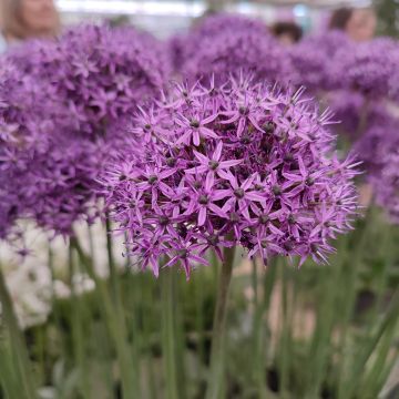 Allium Chicago - Aglio ornamentale