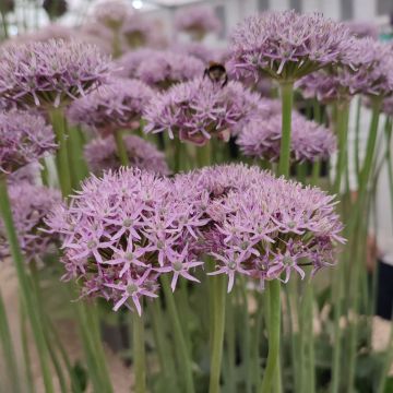 Allium New York - Aglio ornamentale