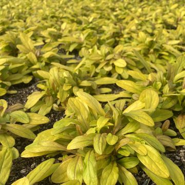 Ajuga Petite Parakeet - Bugola