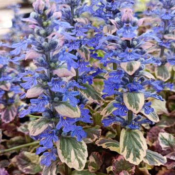 Ajuga reptans Burgundy Glow - Bugola