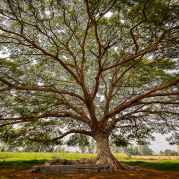 Albizia saman - Albero della pioggia