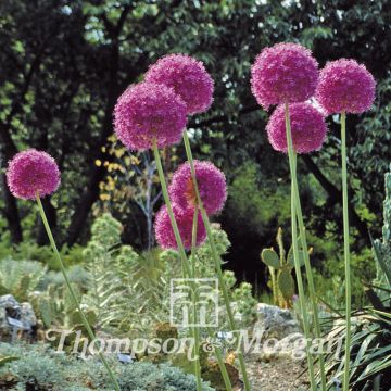 Allium giganteum (semi) - Aglio gigante ornamentale