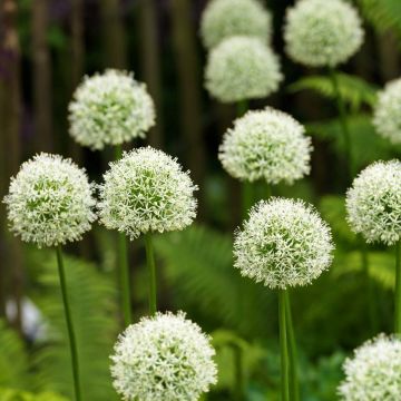 Allium Mont Blanc - Aglio ornamentale