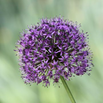 Allium Statos - Aglio ornamentale