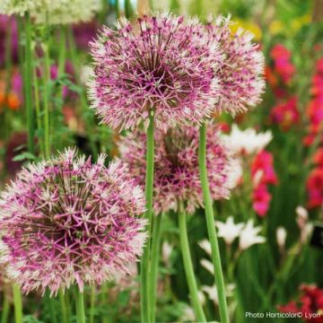 Allium jesdianum Early Emperor - Aglio ornamentale