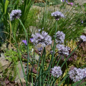 Allium ledebourianum - Erba cipollina
