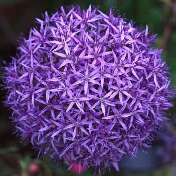 Allium Mars - Aglio ornamentale