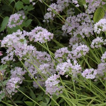 Allium unifolium - Aglio ornamentale