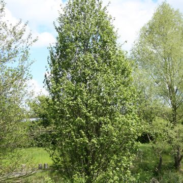 Alnus glutinosa Luszyn - Ontano comune