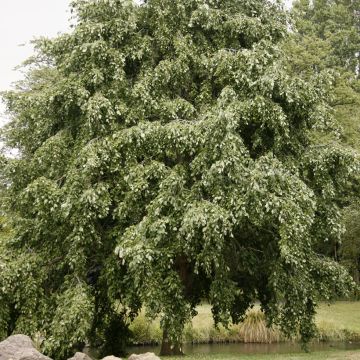 Alnus incana Pendula - Ontano bianco