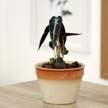 Alocasia Bambino - Orecchie d'Elefante