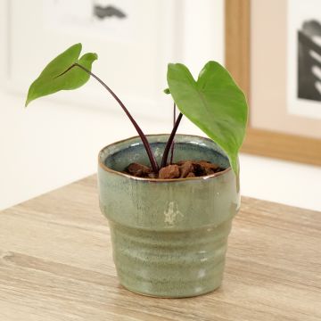 Alocasia Black Stem - Orecchie d'Elefante