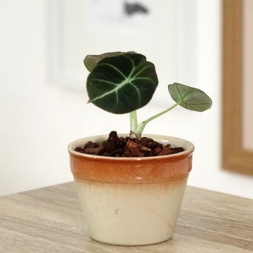 Alocasia Black Velvet - Orecchie d'Elefante