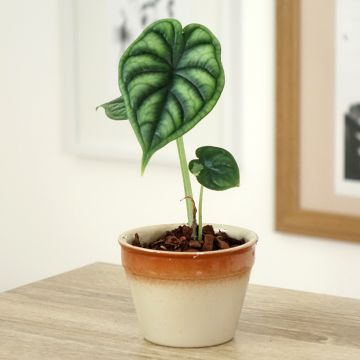 Alocasia Mayan mask - Oreille d'éléphant 