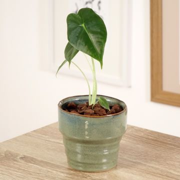 Alocasia Frydek - Orecchie d'Elefante