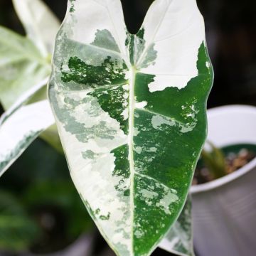 Alocasia Frydek Variegata - Orecchie d'Elefante