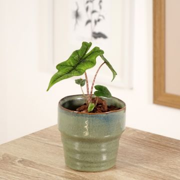 Alocasia Jacklyn - Orecchie d'Elefante