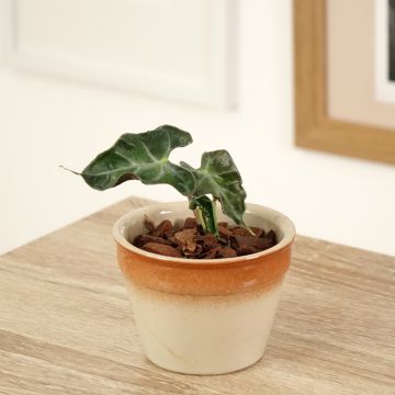 Alocasia Loco - Orecchie d'Elefante