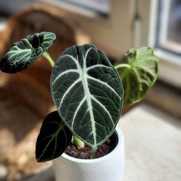 Alocasia Ninja - Orecchie d'Elefante