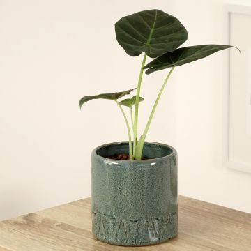 Alocasia Regal Shields - Orecchie d'Elefante