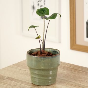 Alocasia Stingray - Orecchie d'Elefante