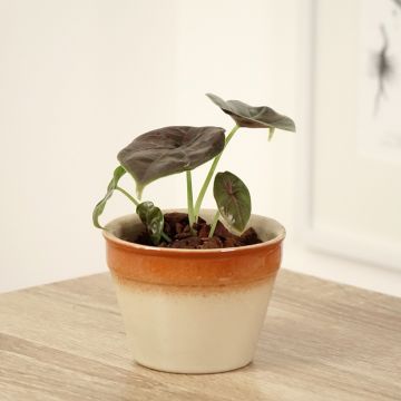 Alocasia azlanii - Orecchie d'Elefante