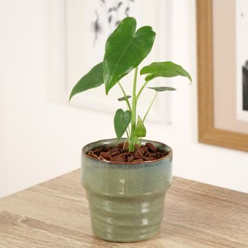 Alocasia California - Orecchie d'Elefante