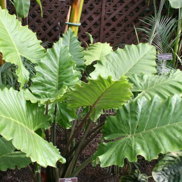Alocasia Portodora - Orecchie d'Elefante