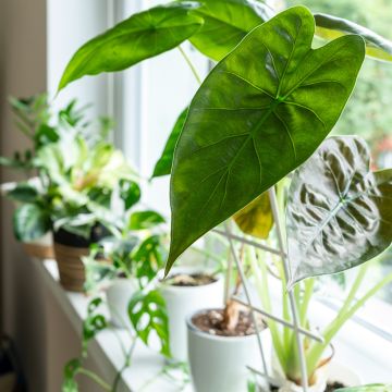 Alocasia wentii - Orecchie d'Elefante