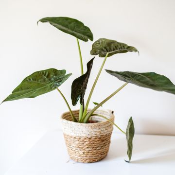 Alocasia wentii - Orecchie d'Elefante