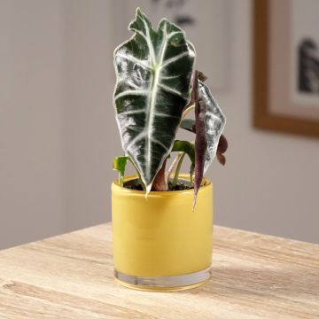 Alocasia Amazonica Dwarf - Orecchie d'Elefante