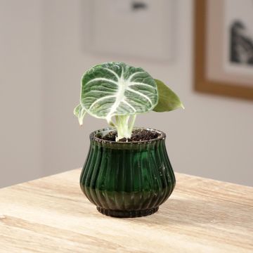 Alocasia Ninja - Orecchie d'Elefante