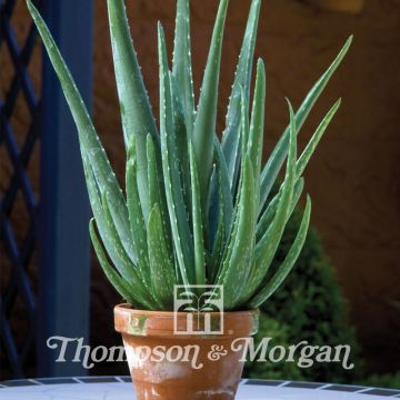 Aloe vera (semi) - Aloe delle Barbados