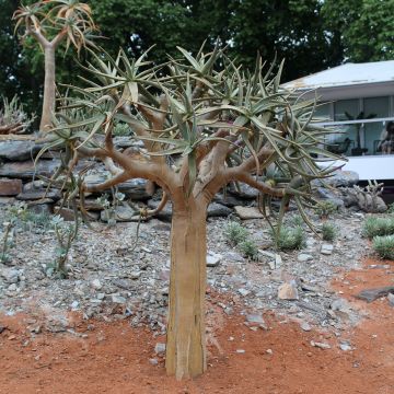 Aloe dichotoma
