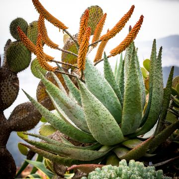 Aloe marlothii