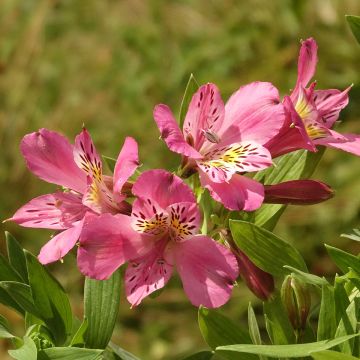 Alstroemeria Duc d'Anjou Charles