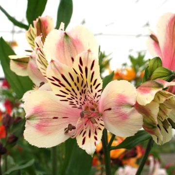 Alstroemeria Majestic Breze - Lys des Incas