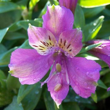 Alstroemeria Inca Lake