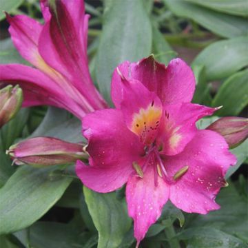 Alstroemeria Inca Yuco