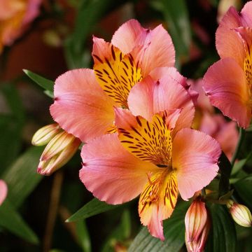 Alstroemeria Inca Serin