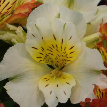 Alstroemeria Inticancha Cabana