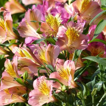Alstroemeria Garden Summer Relieve