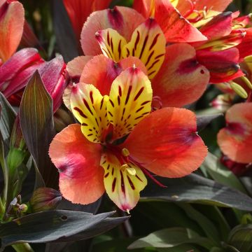 Alstroemeria Indian Summer