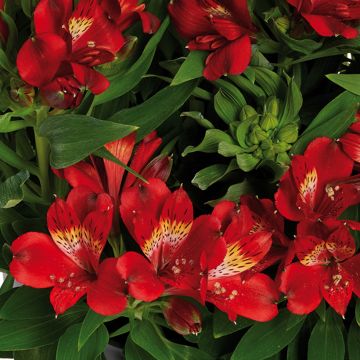 Alstroemeria Inticancha Doba
