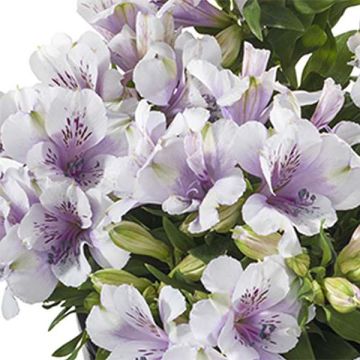 Alstroemeria Inticancha Moon