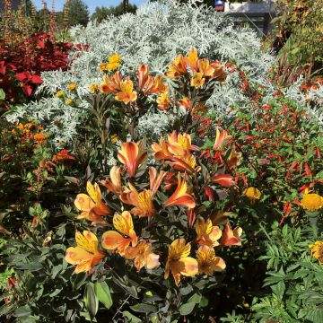 Alstroemeria Summer Breeze