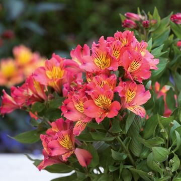 Alstroemeria Valley Girl