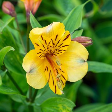 Alstroemeria New Yellow